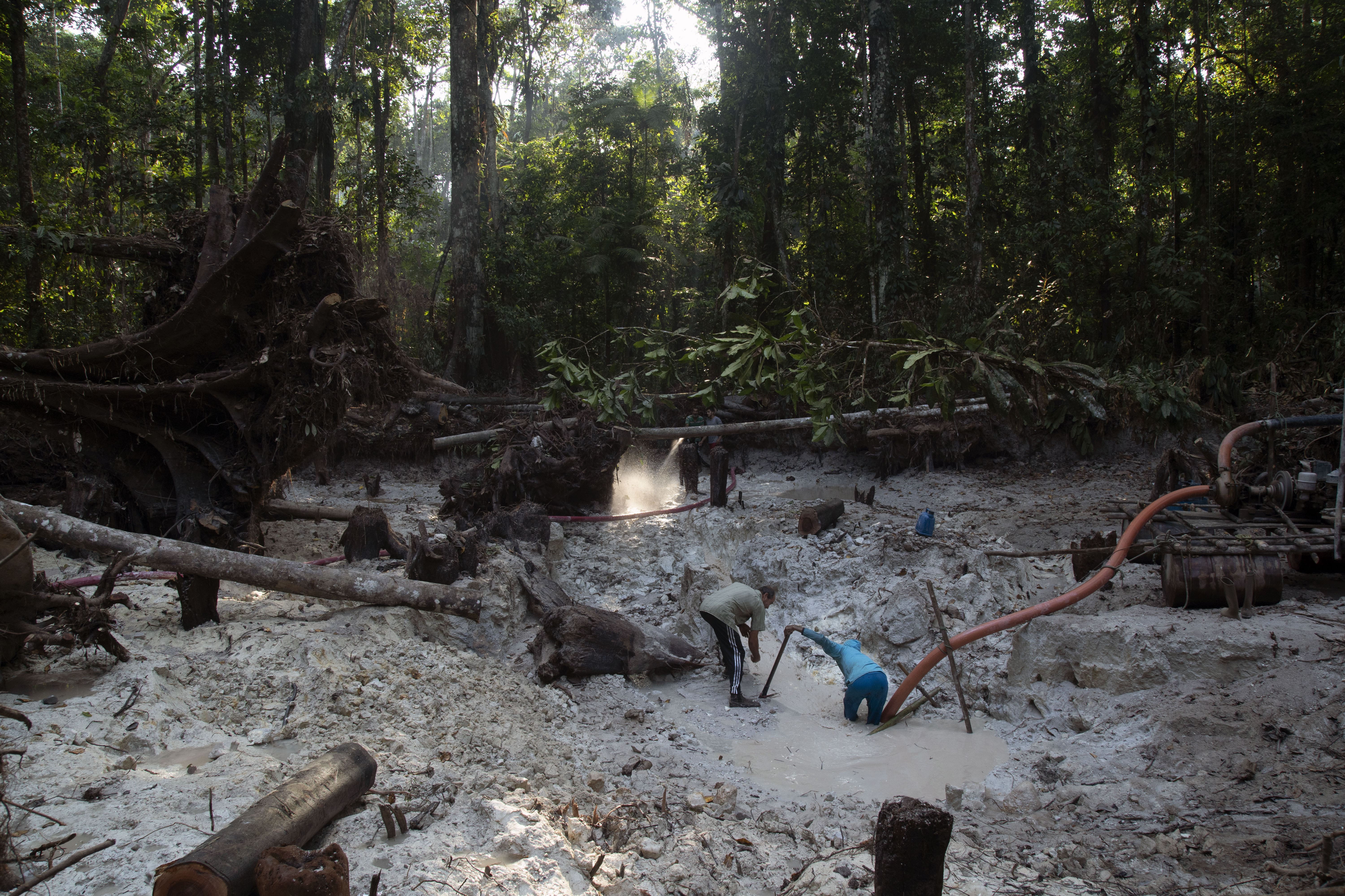 Data Monday: State Of The Planet’s Forests