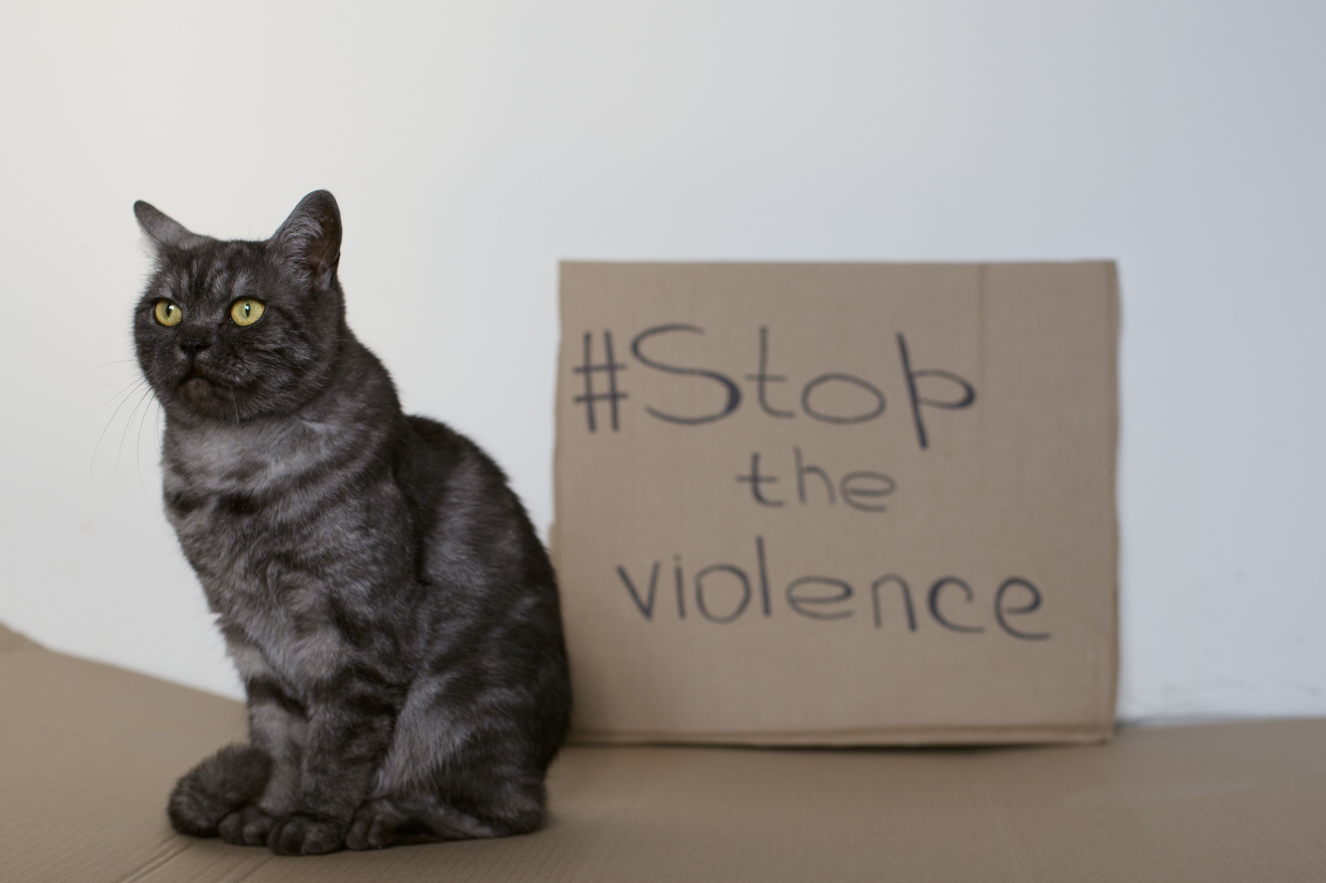 Protection Orders: Does Your State Protect Your Pet In A Domestic Violence Situation?